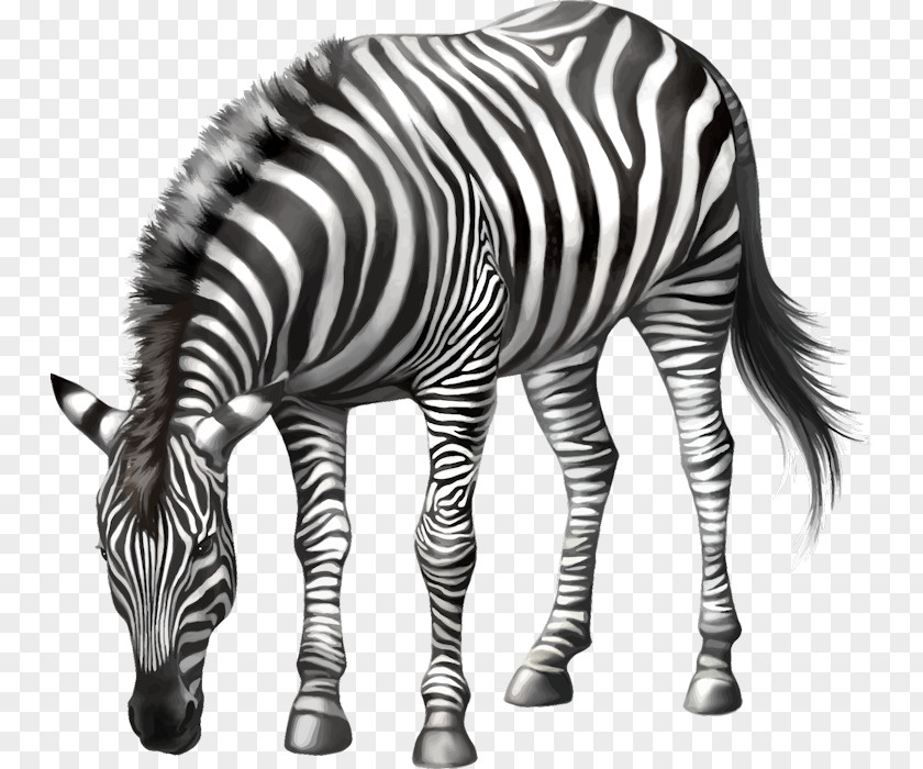 ZEBRE Horse Zebra Stock Photography PNG
