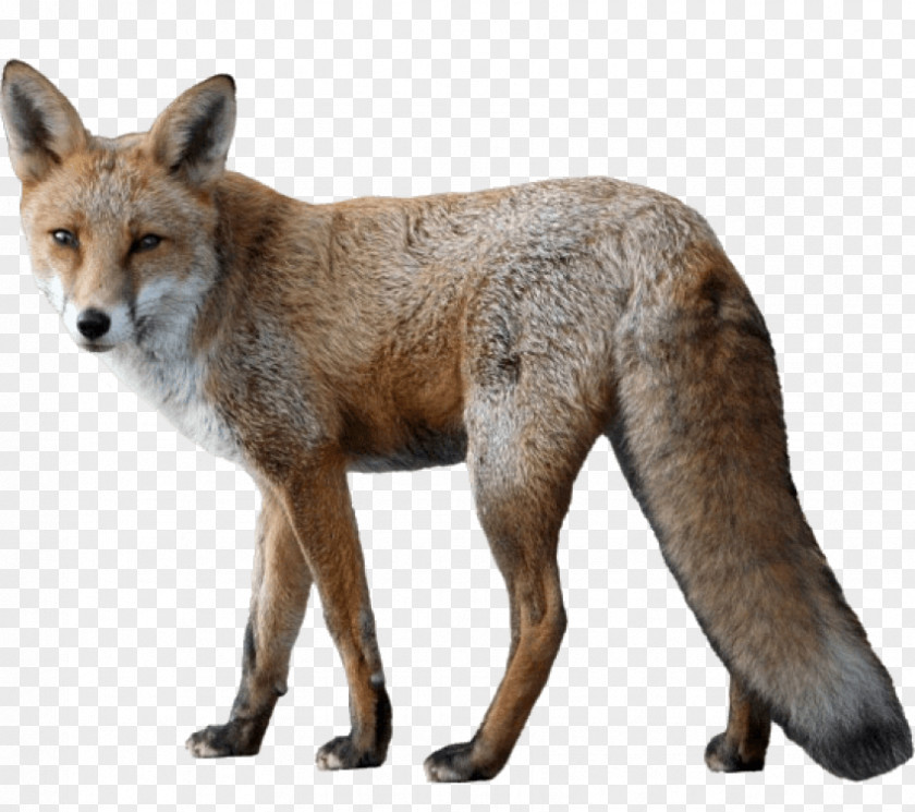 Animal Image Clip Art Fox Photography PNG