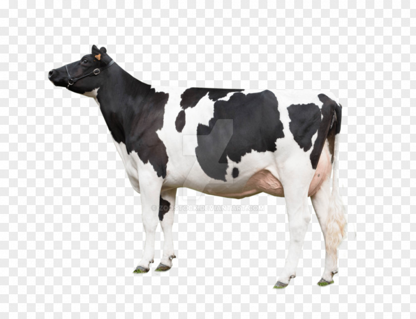 Blackandwhite Livestock Cow Background PNG