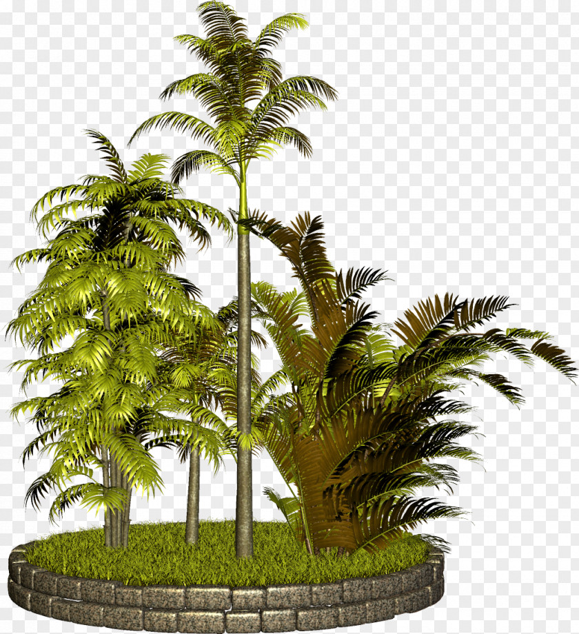 Coconut Tree Arecaceae Clip Art PNG