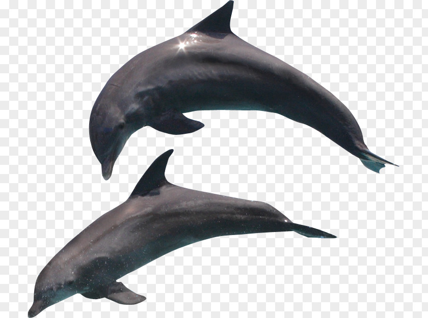 Dolphin Common PNG