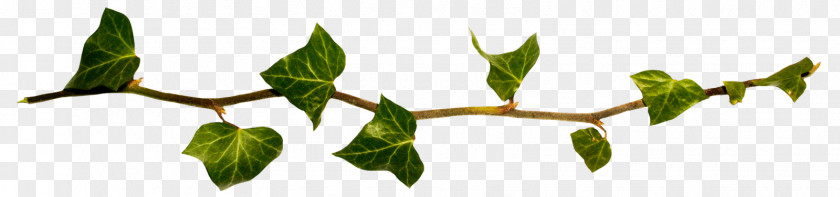Hula Hoop Twig Plant Stem Leaf Flower PNG