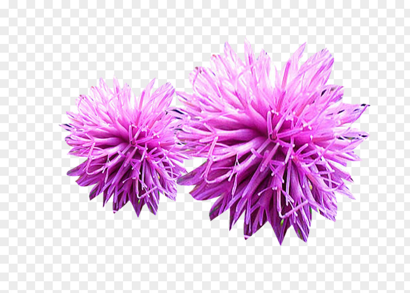 Two Powder Milk Thistle Picture Material PNG