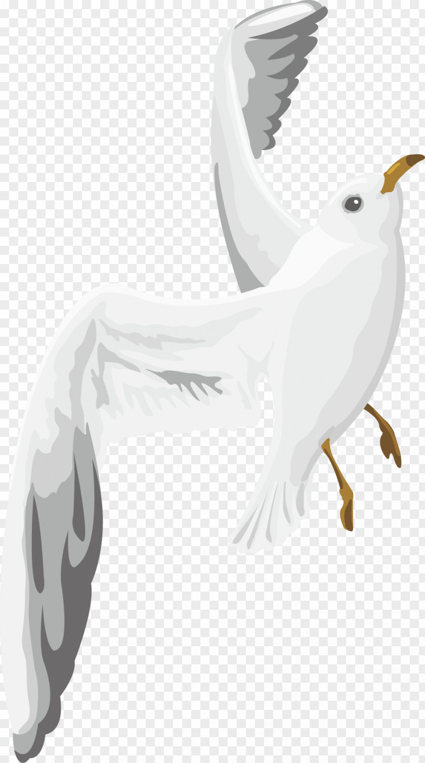 White Dove Wings Vector Black Eyes Columbidae Wing PNG