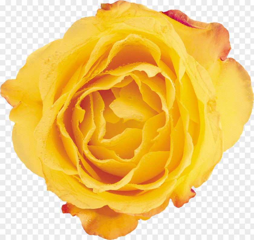 Yellow Rose Beach Flower Petal Garden Roses PNG