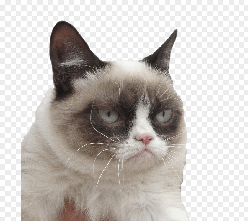 Cat Grumpy Kitten Desktop Wallpaper PNG