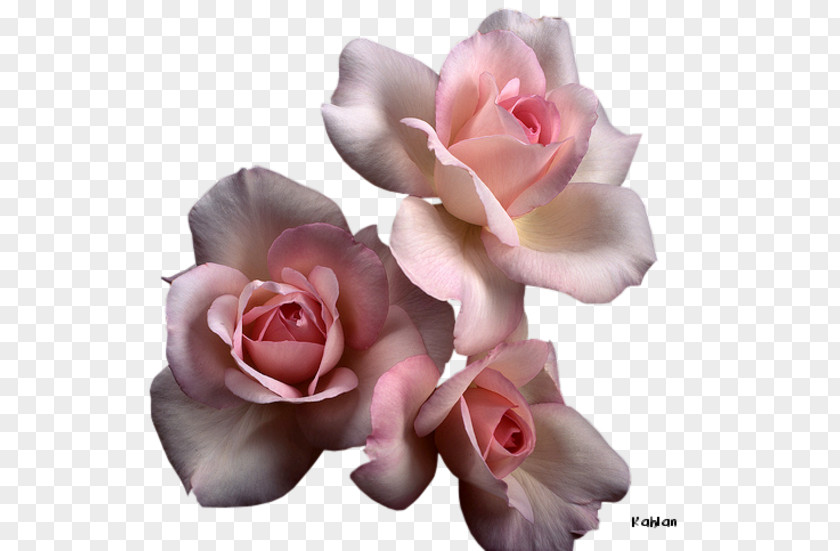 Flower Garden Roses Cabbage Rose Floribunda Hybrid Tea Pink PNG