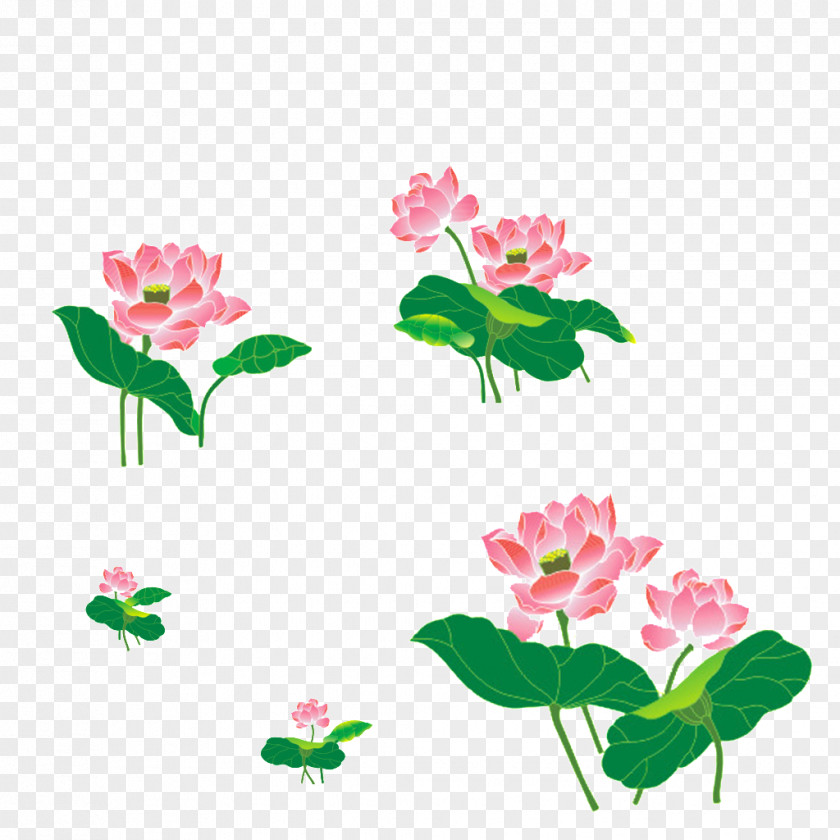 Hand-painted Lotus Floral Design Nelumbo Nucifera Cut Flowers Clip Art PNG