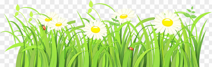 Herb Wheatgrass Green Grass Plant Family Flower PNG