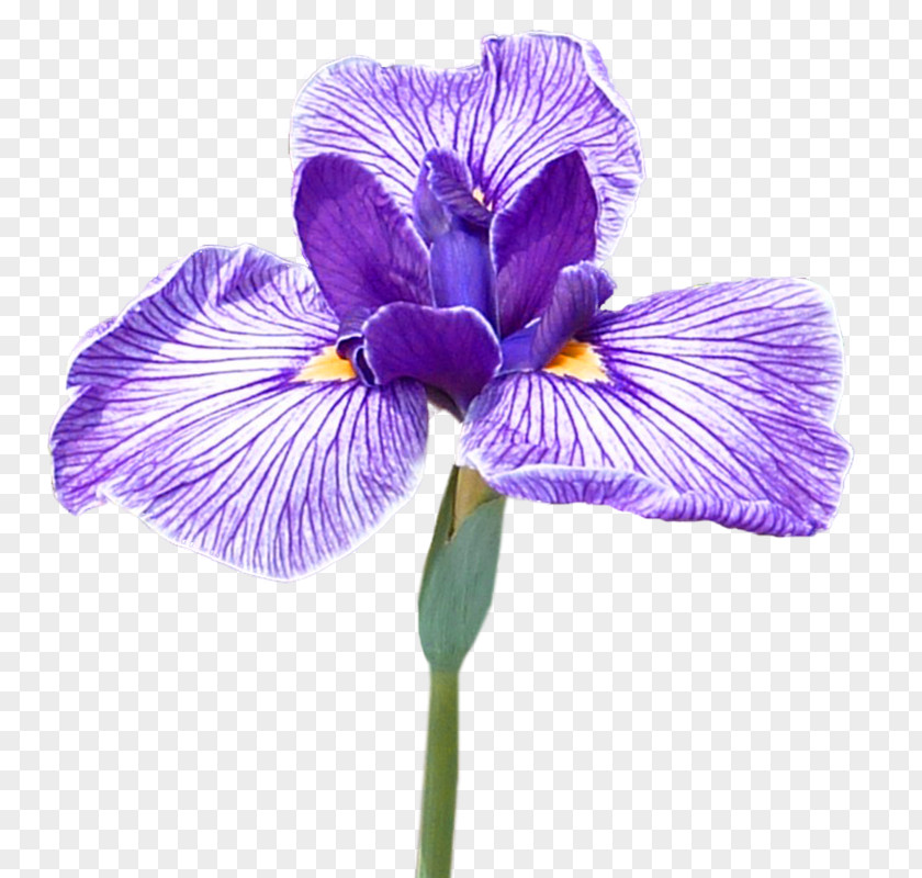 Iris Northern Blue Flag Flower Orris Root Croatica Irises PNG