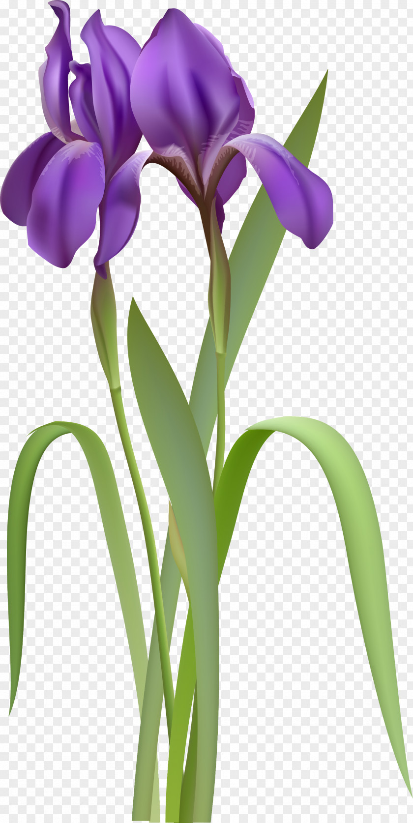Iris Spring Flower Clipart Versicolor Clip Art PNG