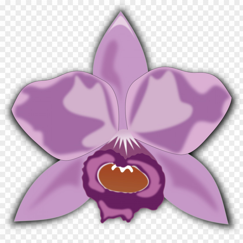 Orchid Flower Orchids Clip Art PNG