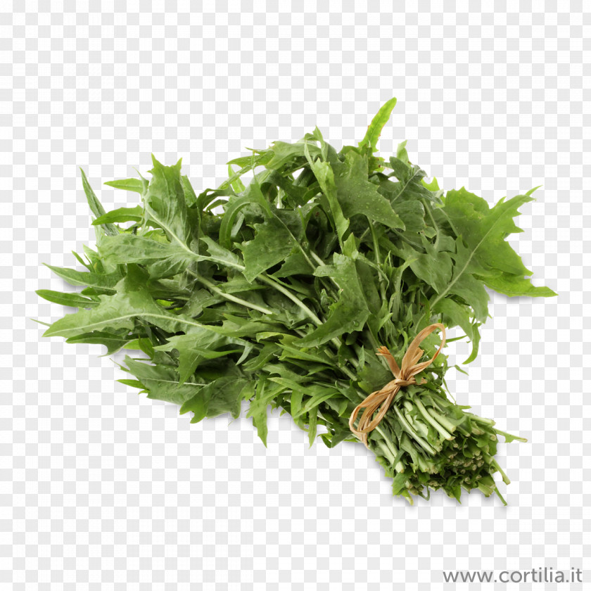Salata Coriander Herb Shutterstock Stock Photography Royalty-free PNG