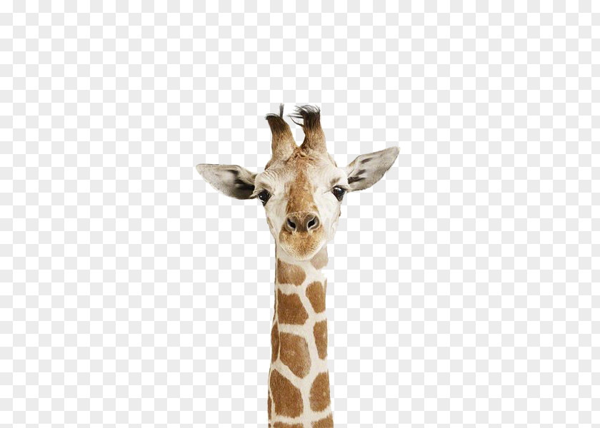 Animal Giraffe Drawing Child Poster PNG