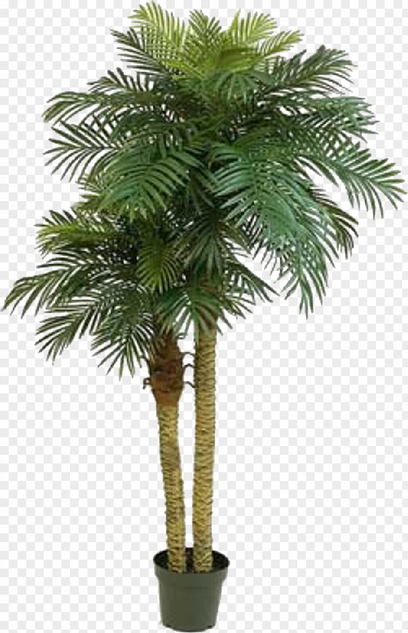 Date Palm Phoenix Roebelenii Arecaceae Houseplant Dracaena Trunk PNG