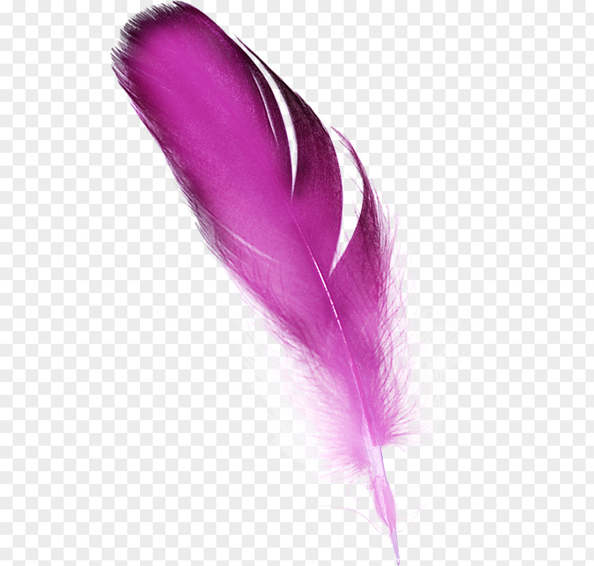 Feather Color Pink PNG