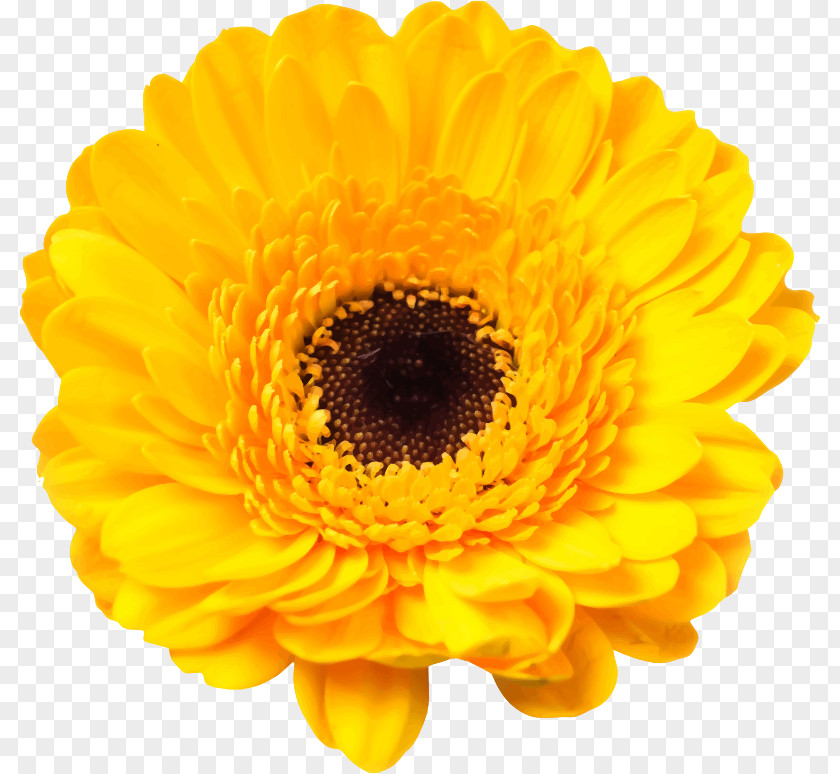 Flower Daisy Family Cut Flowers Stock Photography Common PNG
