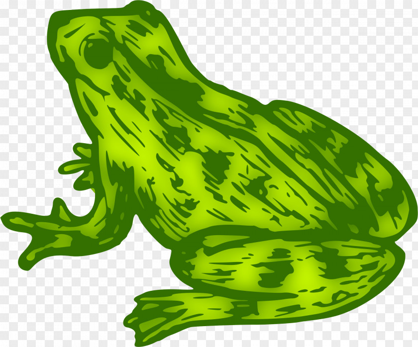 Frog Toad True Clip Art Kermit The PNG