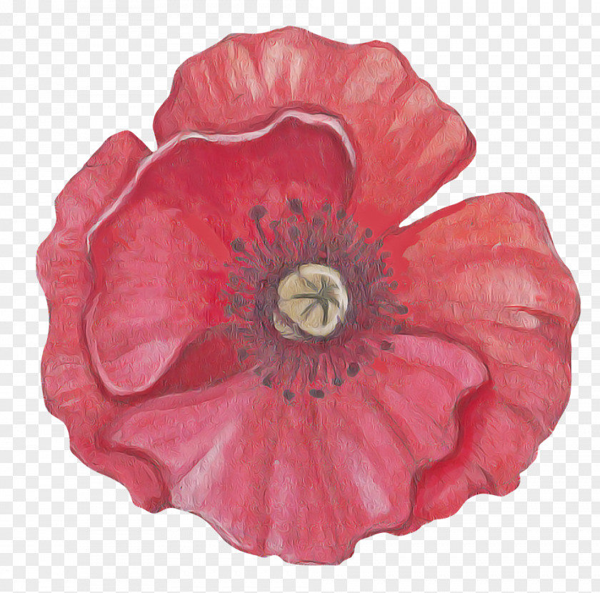 Pink Petal Red Flower Oriental Poppy PNG