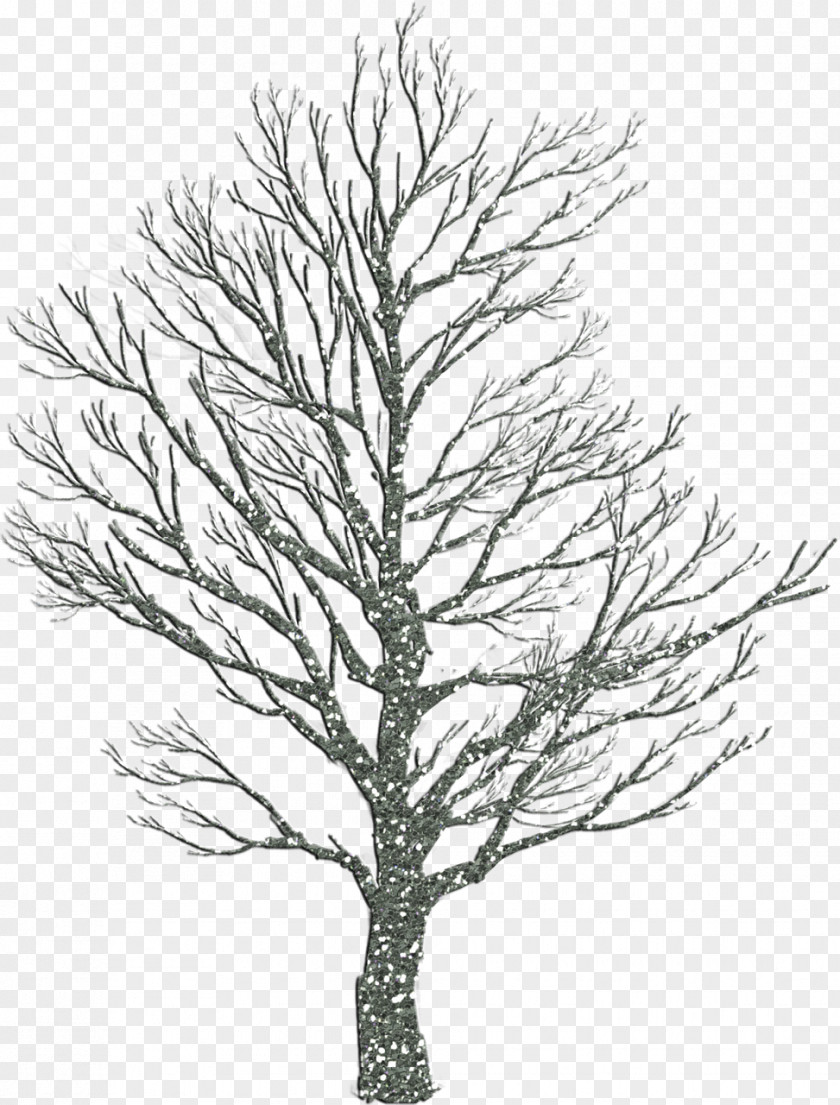 Drawing Tree Trunk Clip Art PNG
