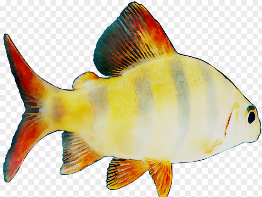 Goldfish Feeder Fish Coral Reef Marine Biology PNG