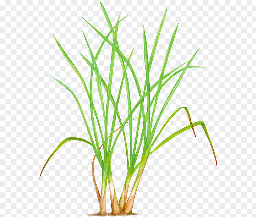 Lemon Grass Cymbopogon Citratus Thai Cuisine Lemongrass Restaurant Essential Oil Herb PNG