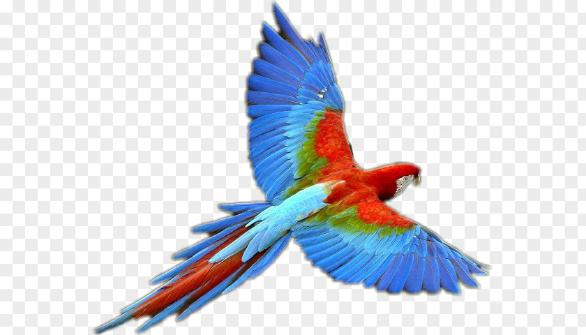 Parrot Bird Business PNG