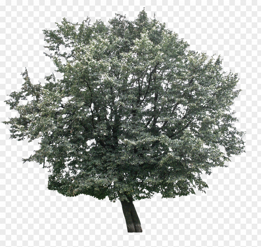 Tree Branch Hornbeam Oak Leaf PNG