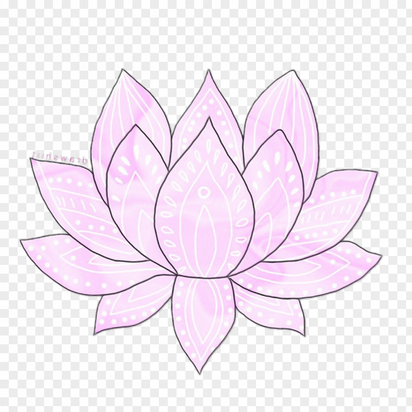 Water Lily Plant Lotus PNG