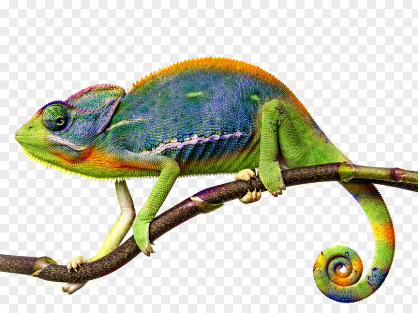 Chameleon Chameleons Lizard Reptile Animal PNG