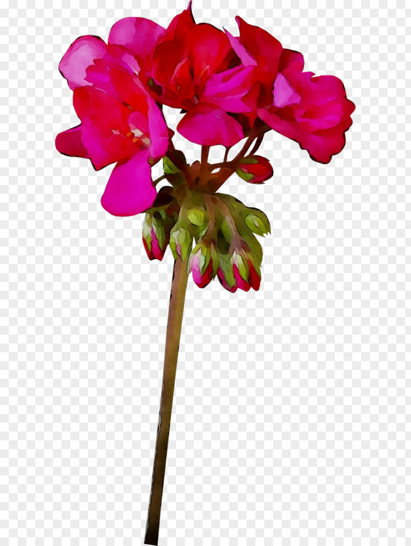 Cyclamen Cut Flowers Floral Design Plant Stem Moth Orchids PNG