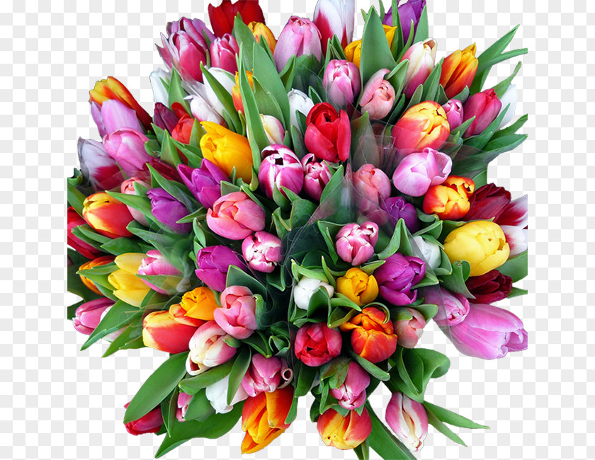 Flower Netherlands Tulip Woman Birthday PNG