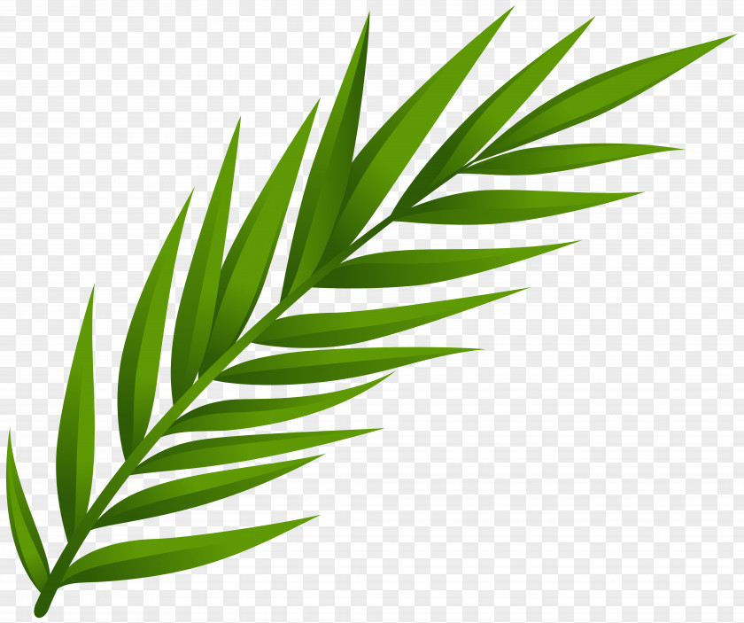 Leaf Clip Art PNG