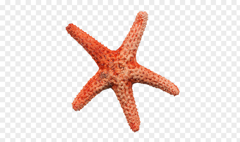 Starfish Pictures Clip Art PNG