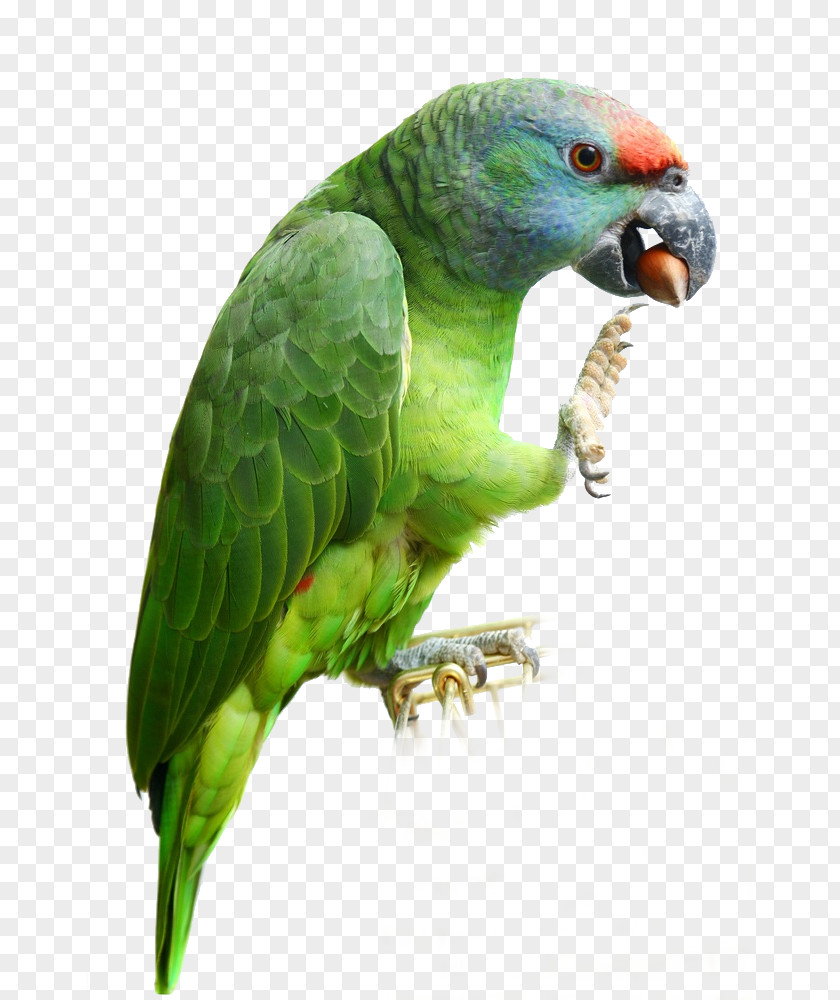 Bird Budgerigar Lovebird Parakeet Macaw PNG