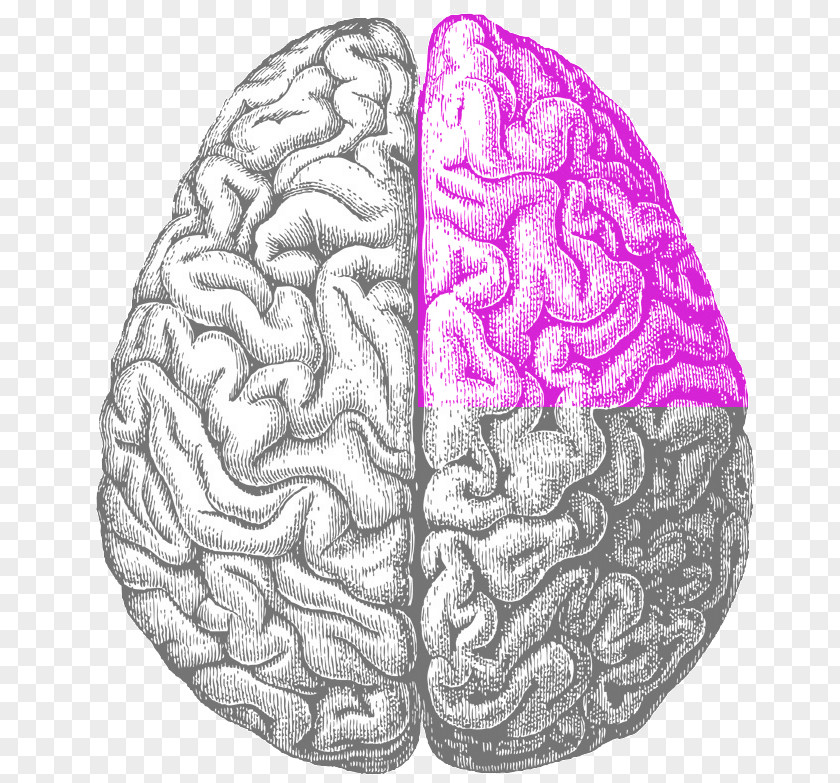 Brain University Of Texas At Dallas Brain–brain Interface Eye Research PNG