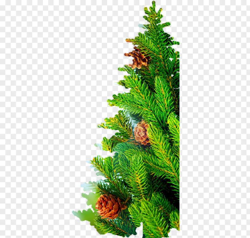 Nordmann Fir Christmas Tree Spruce Day PNG