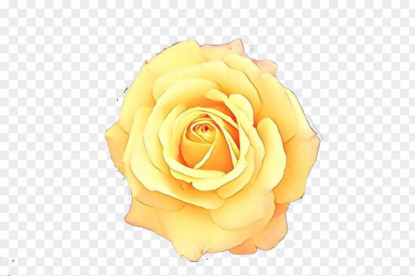 Plant Petal Garden Roses PNG