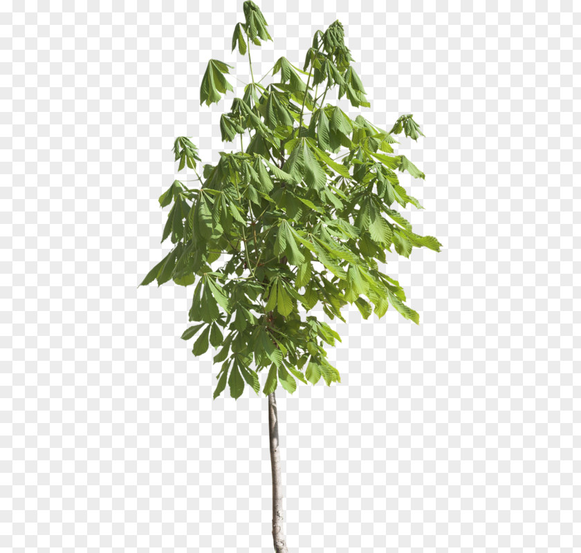 Tree Branch Leaf Shrub PNG