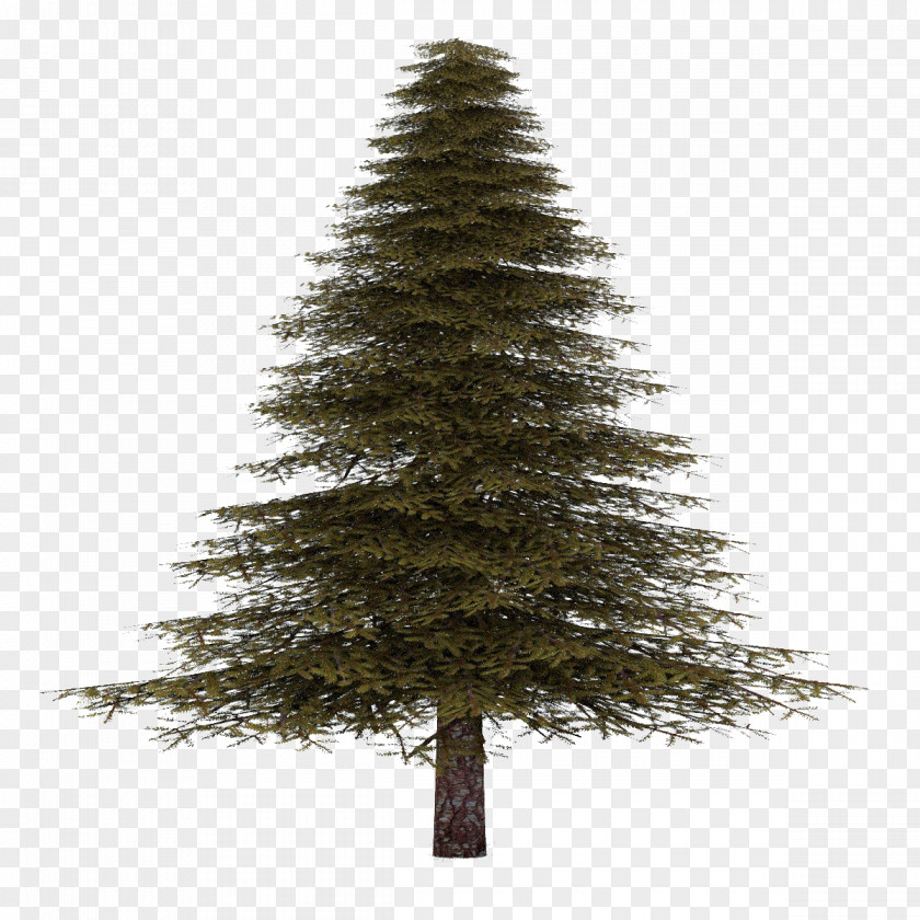 Trunk Jack Pine Christmas Black And White PNG