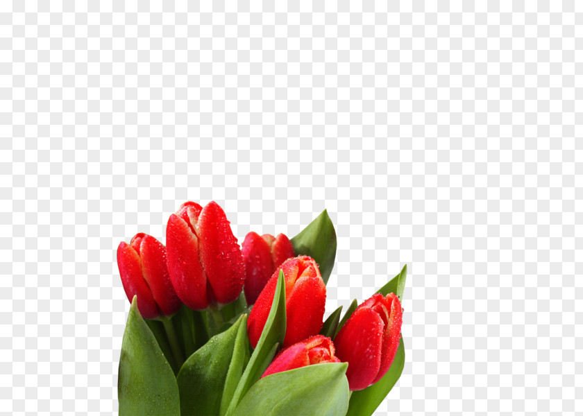 Tulip Desktop Wallpaper High-definition Television 1080p Flower PNG
