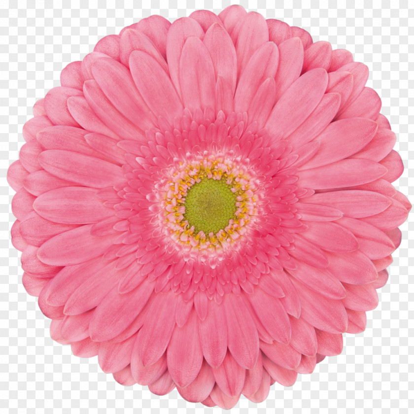 Aster Daisy Family Flowers Background PNG