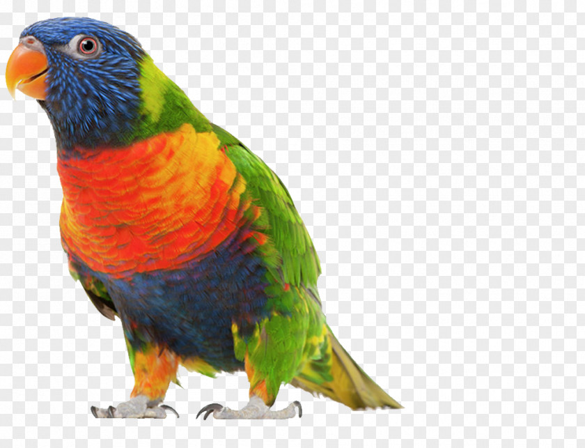 Bird Budgerigar May We Borrow Your Language? How English Steals Words From All Over The World Lovebird Parrot PNG