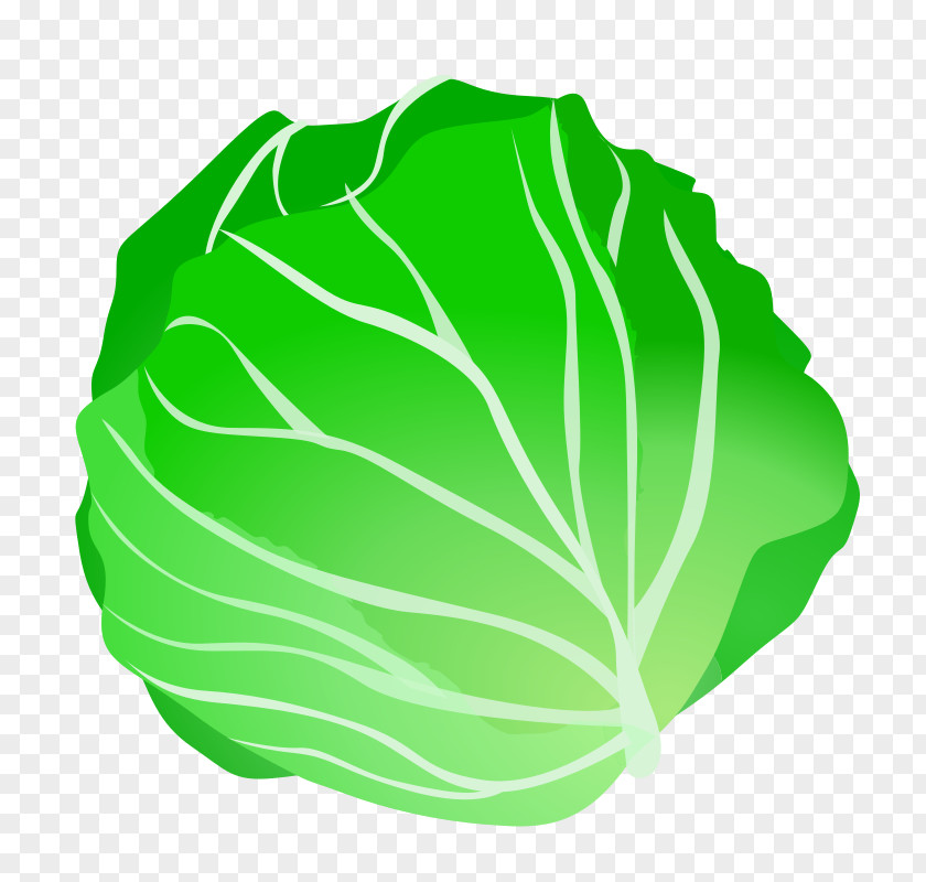 Cabbage Clip Art Vegetable PNG