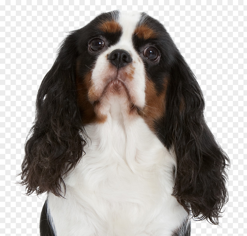 Cavalier King Charles Spaniel Dog Breed Companion Sporting Group PNG