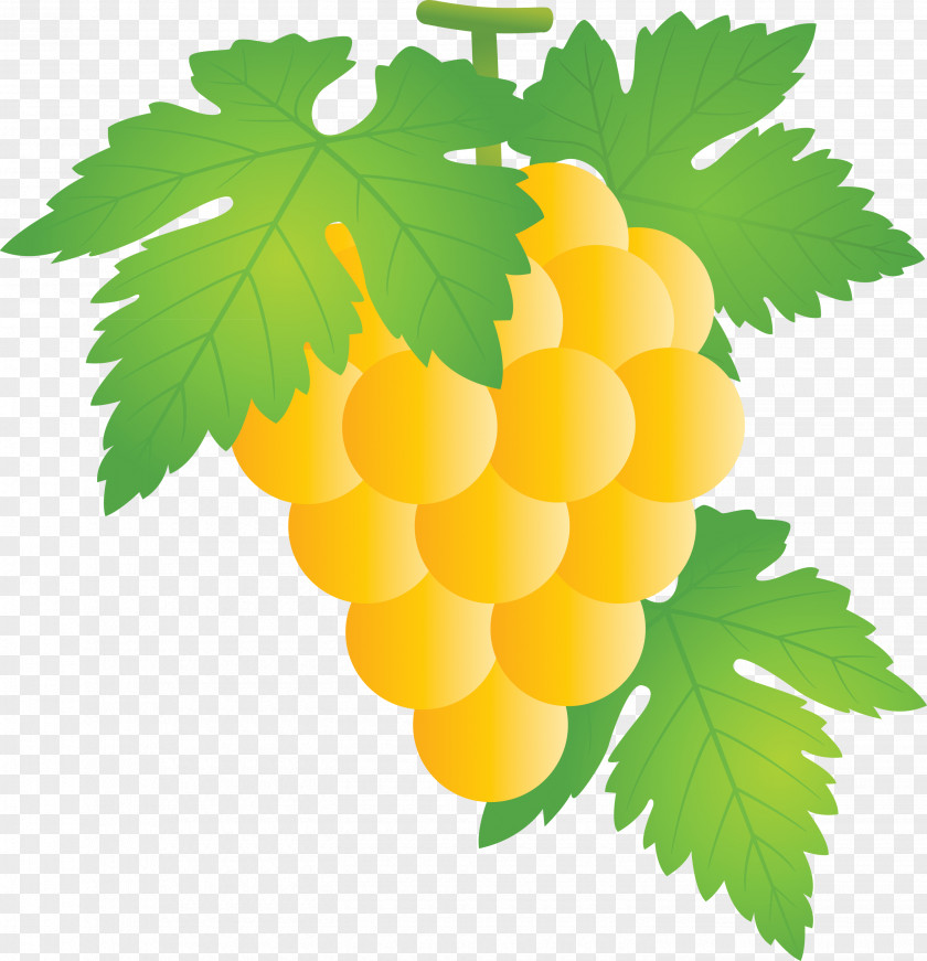 Grape Grapes Fruit PNG