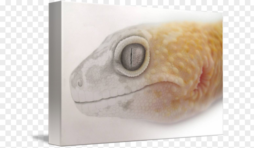 Leopard Gecko Common Lizard Gallery Wrap PNG