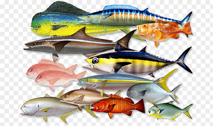 Mahi Sardine Mackerel Fish Products Anchovy Oily PNG
