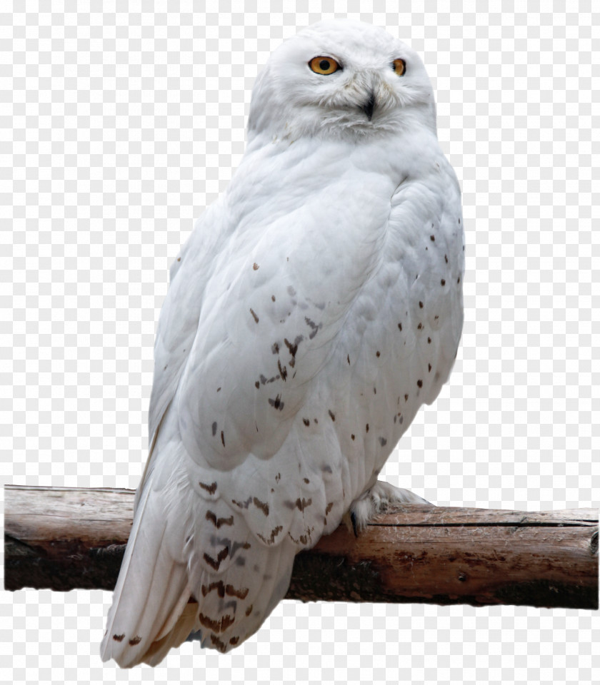 Owl The Snowy Bird PNG