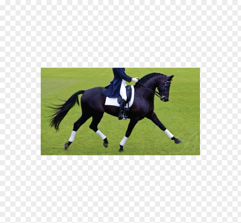 Thoroughbred Dressage Saddle Equestrian Bates Australia PNG